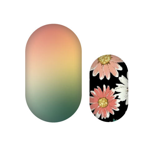 Gerbera